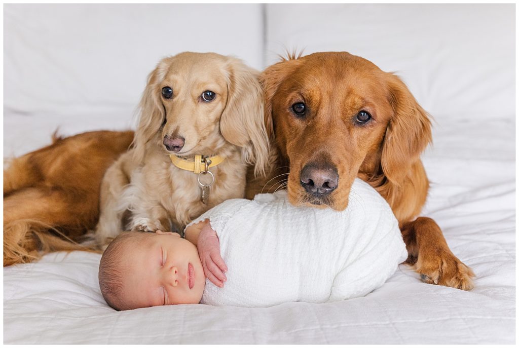 Newborn with his dogs